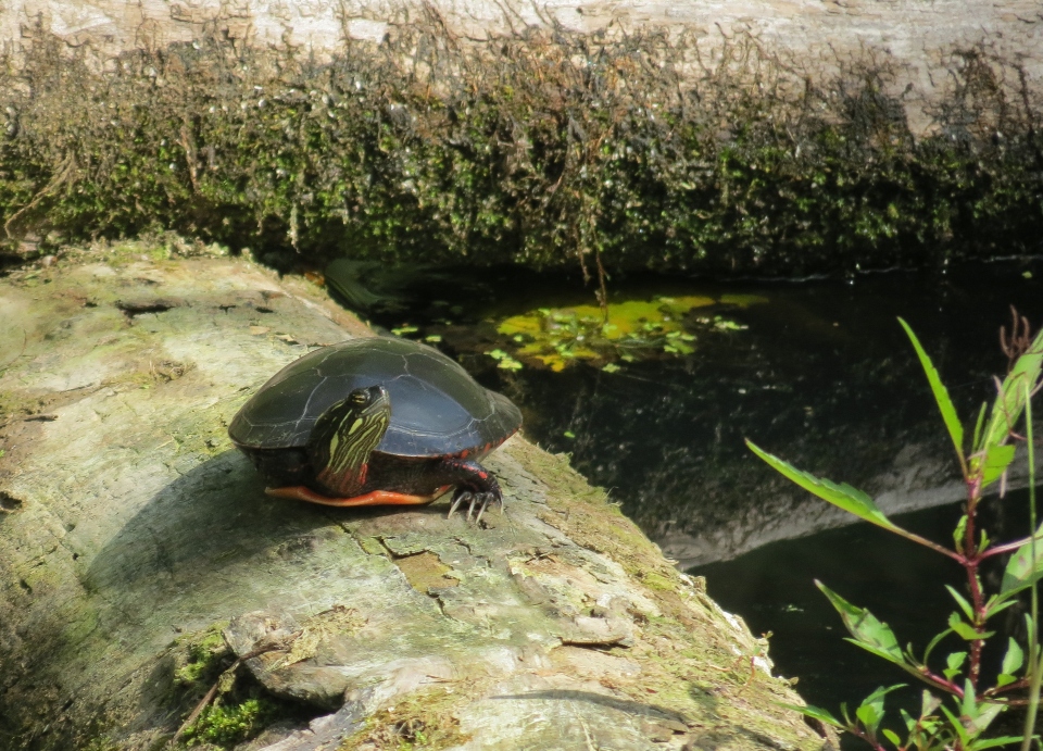 Midland Painted Turtle